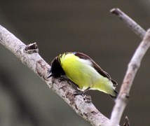 Purple Rumped Sunbird