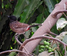 Red Vented Bulbul