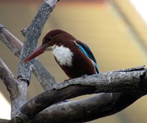 White Throated Kingfisher