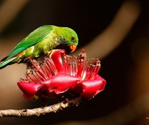 Vernal Hanging Parrot