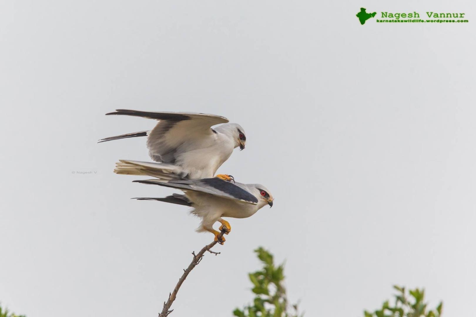 Black-winged kite