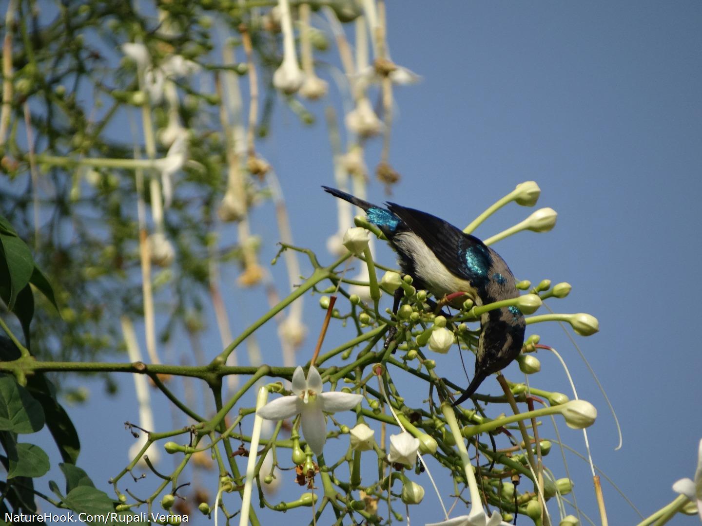 Sun bird