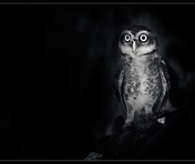 Spotted Owlet