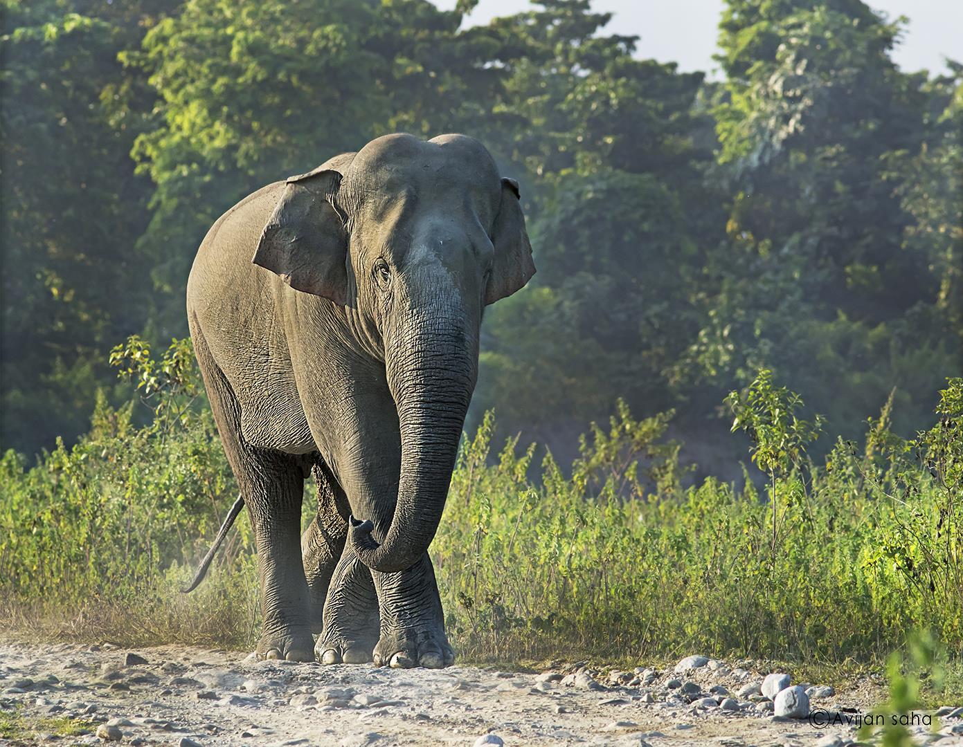 Indian Elephant (Elephas maxim