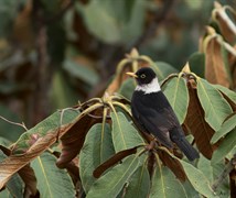 White-colored Blackbird