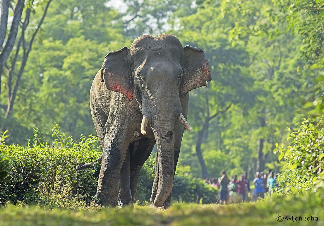  Indian Elephant