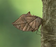 Orange Oakleaf or Dead leaf 