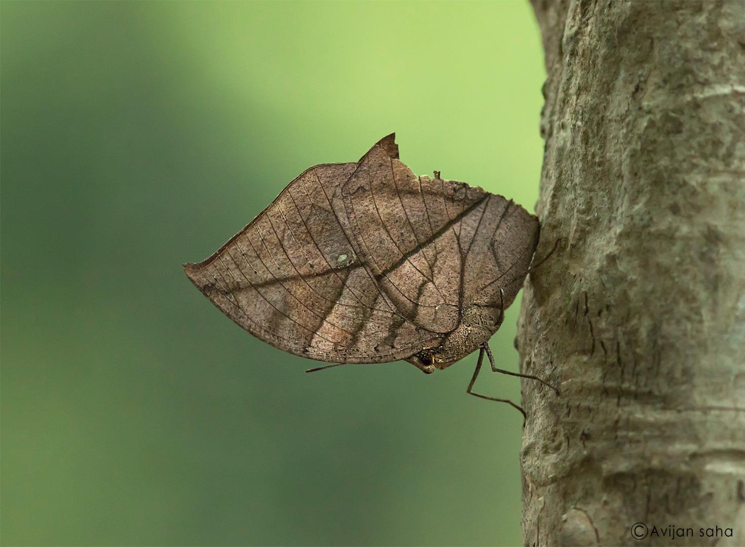 Orange Oakleaf or Dead leaf 