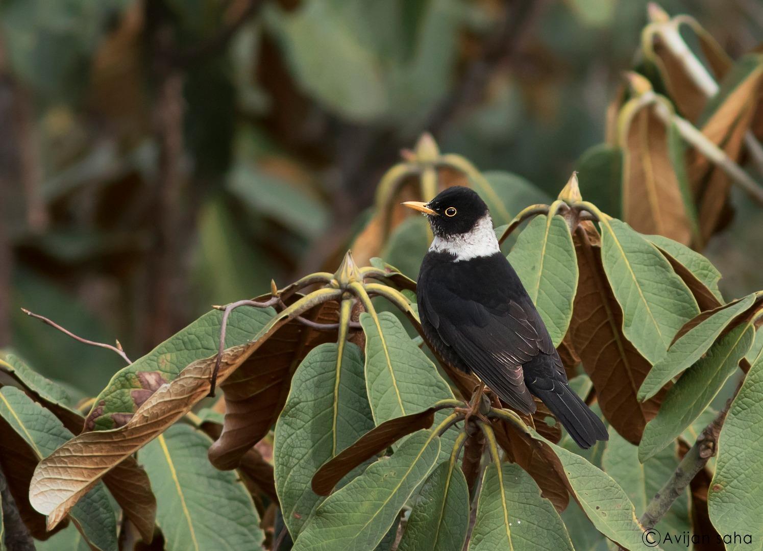 White-colored Blackbird