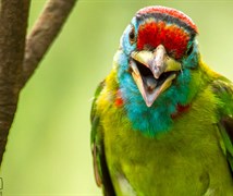 Blue throated Barbet