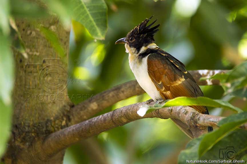 Chestnut-winged Cuckoo