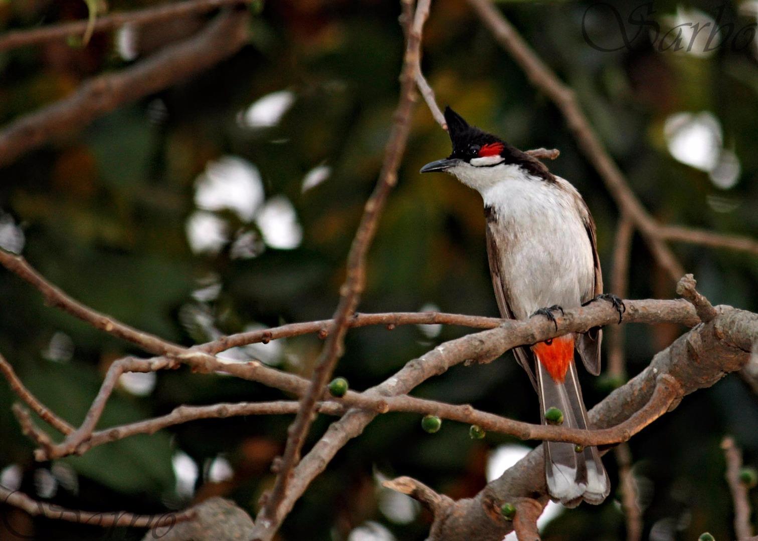 Red-whiskered Bulbul