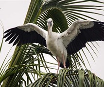 Asian Openbill 