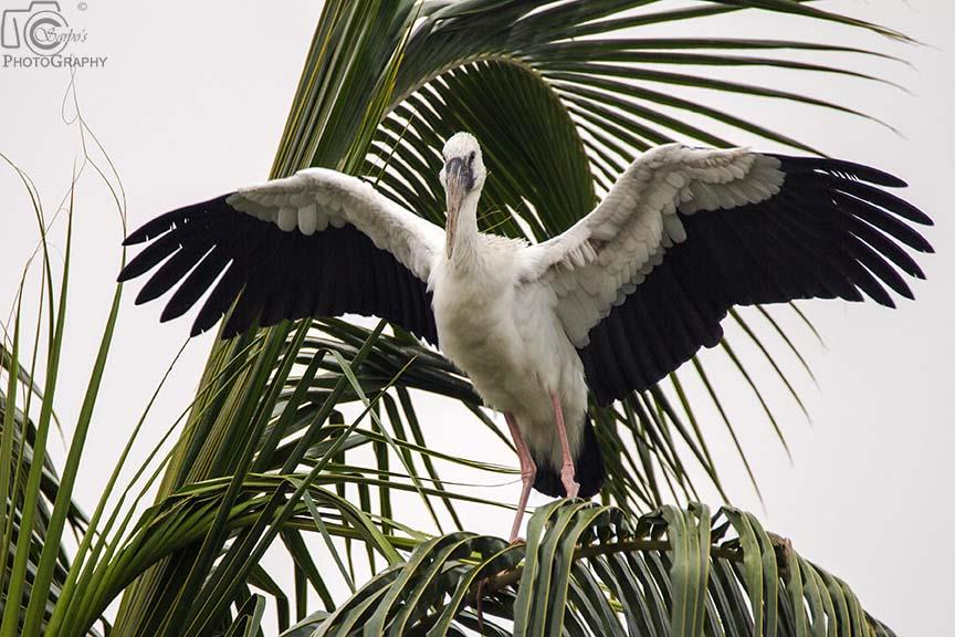 Asian Openbill 