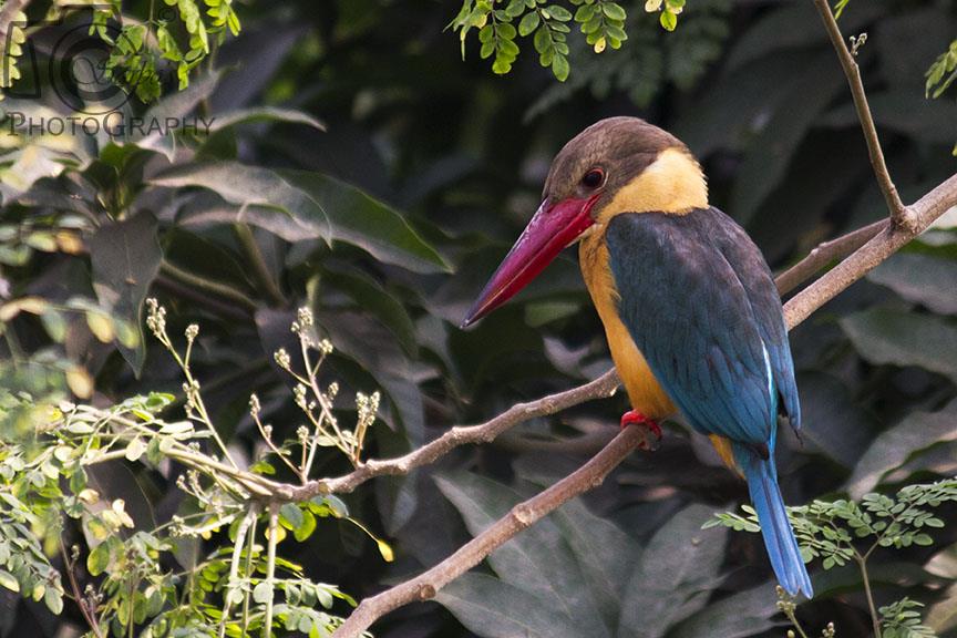 Stork-billed Kingfisher