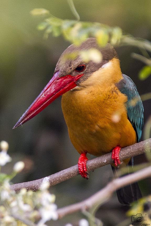 Stork-billed Kingfisher