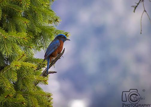 Chestnut-bellied Rock Thrush