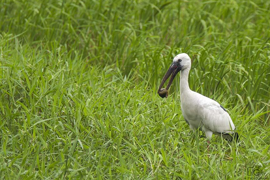 Asian Openbill 