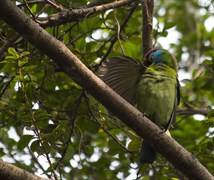 Blue throated Barbet