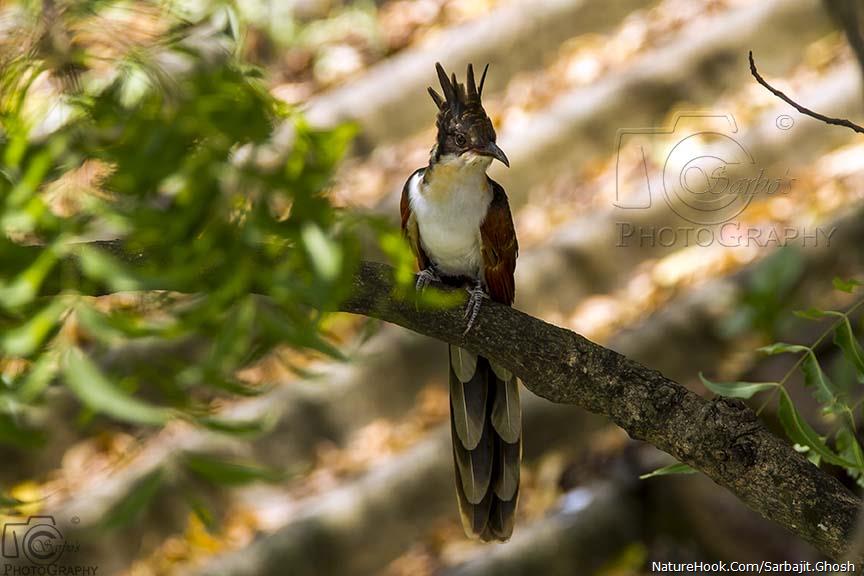 Chestnut-winged Cuckoo