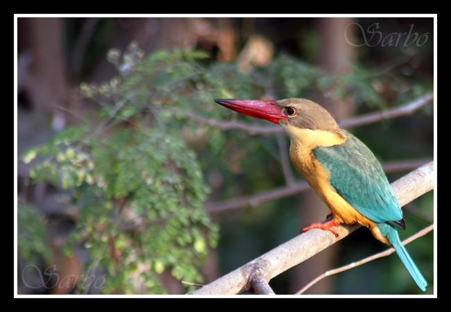 Stork-billed Kingfisher 