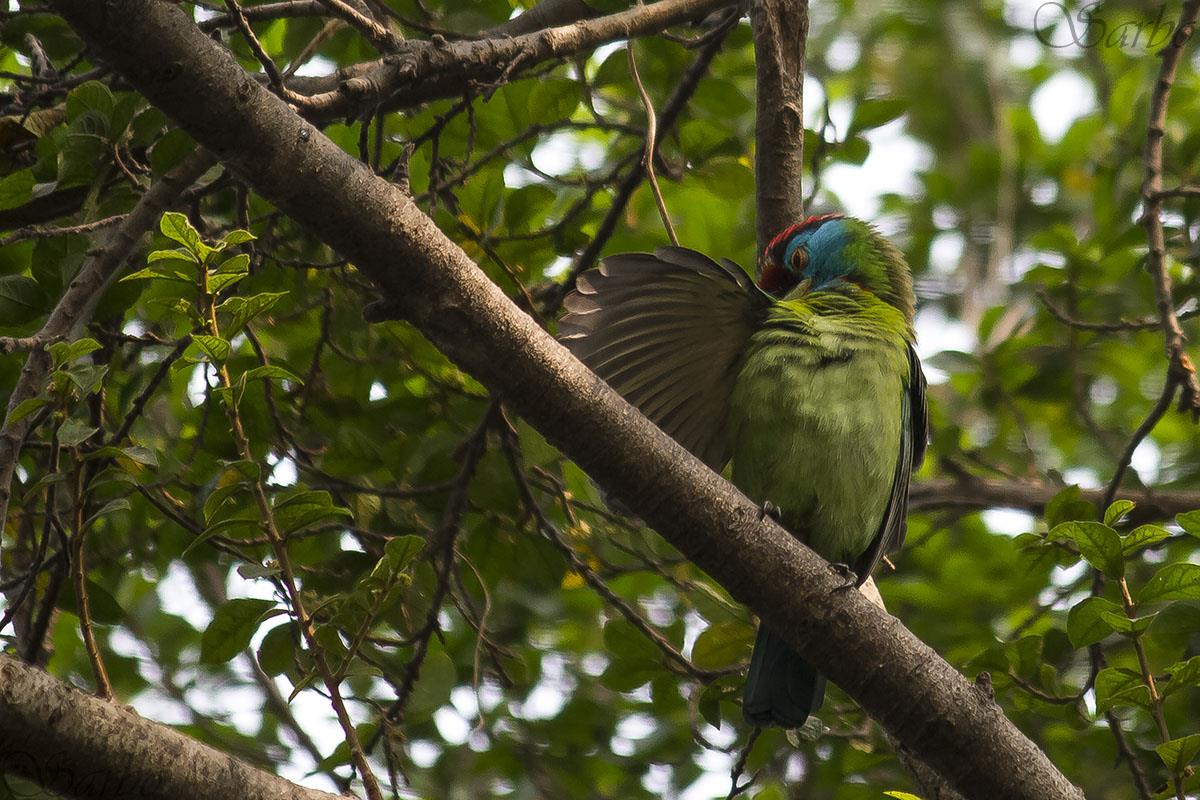 Blue throated Barbet