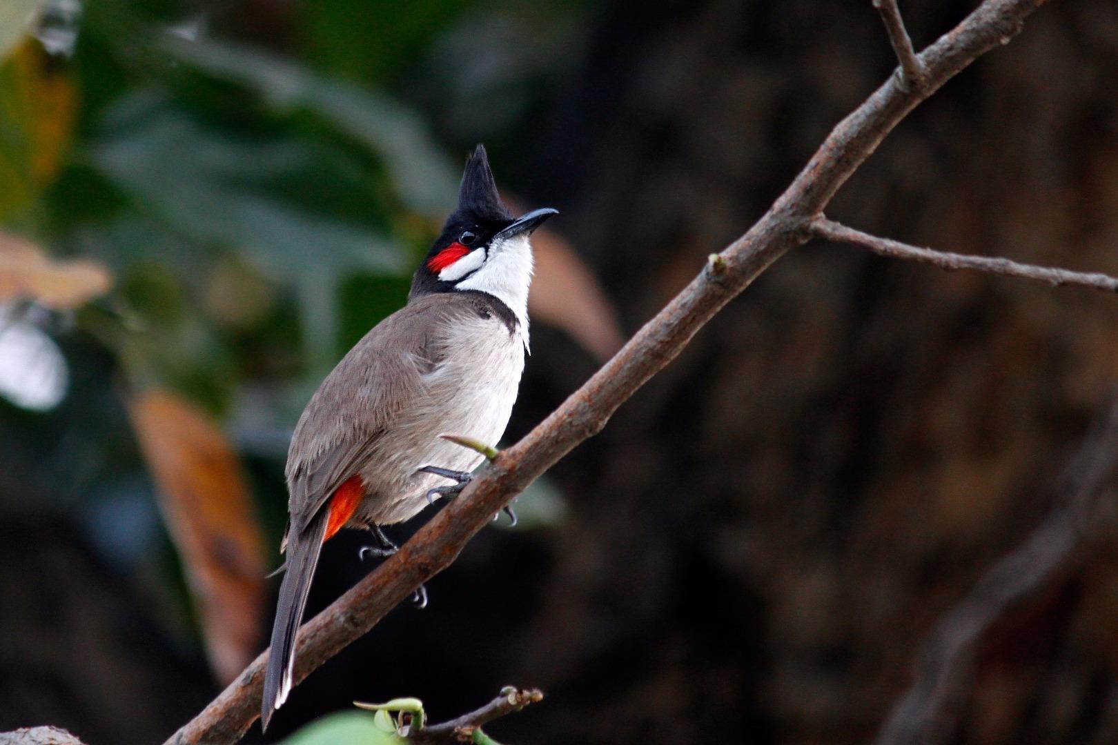 Red-whiskered Bulbul