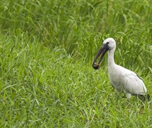 Asian Openbill 