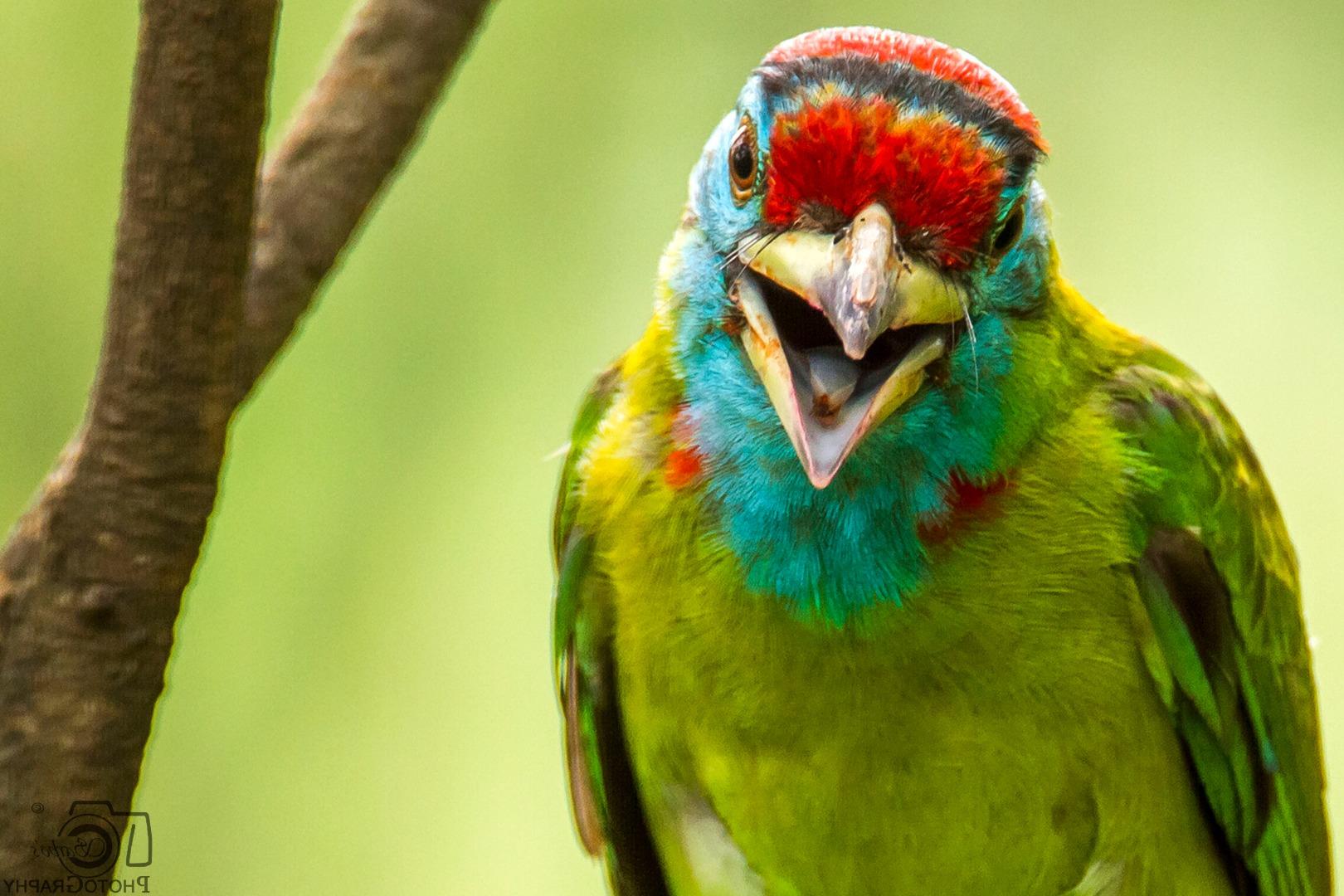 Blue throated Barbet