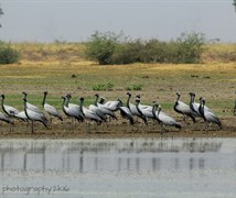 domicile crane