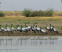 domicile crane