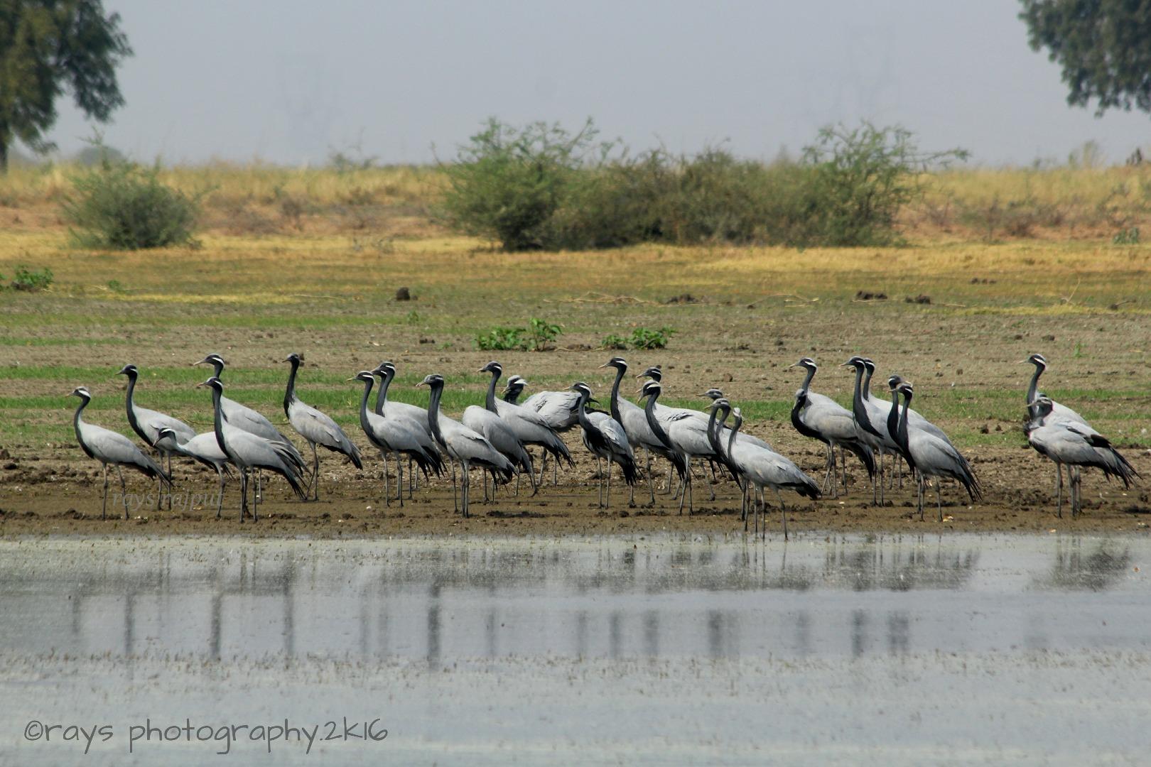 domicile crane