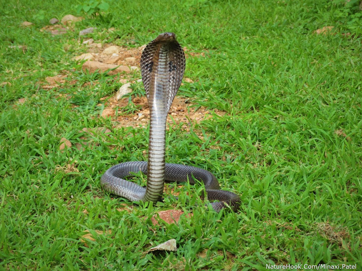 Cobra