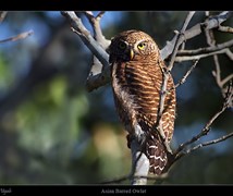 Asian Barred Owlet