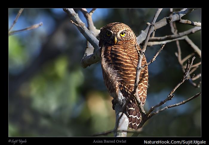 Asian Barred Owlet