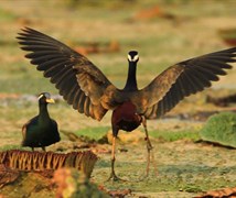 Bronze winged jacana 