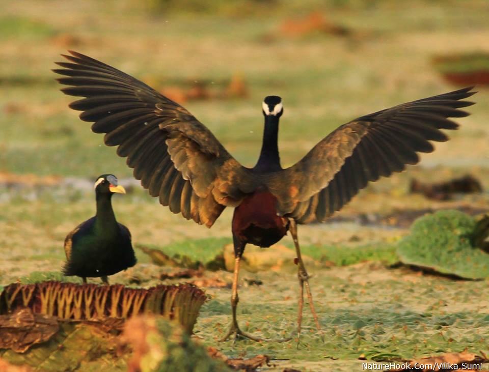 Bronze winged jacana 