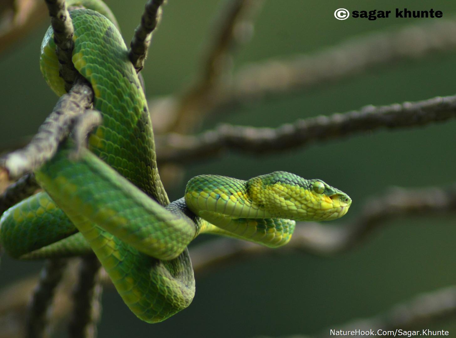 Trimeresurus gramineus (bamboo