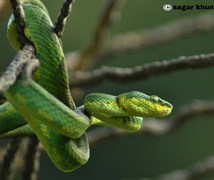 Trimeresurus gramineus (bamboo