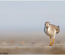 Terek sandpiper