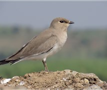 Small Pratincole