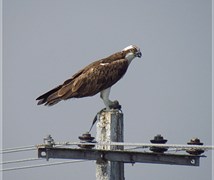 Osprey