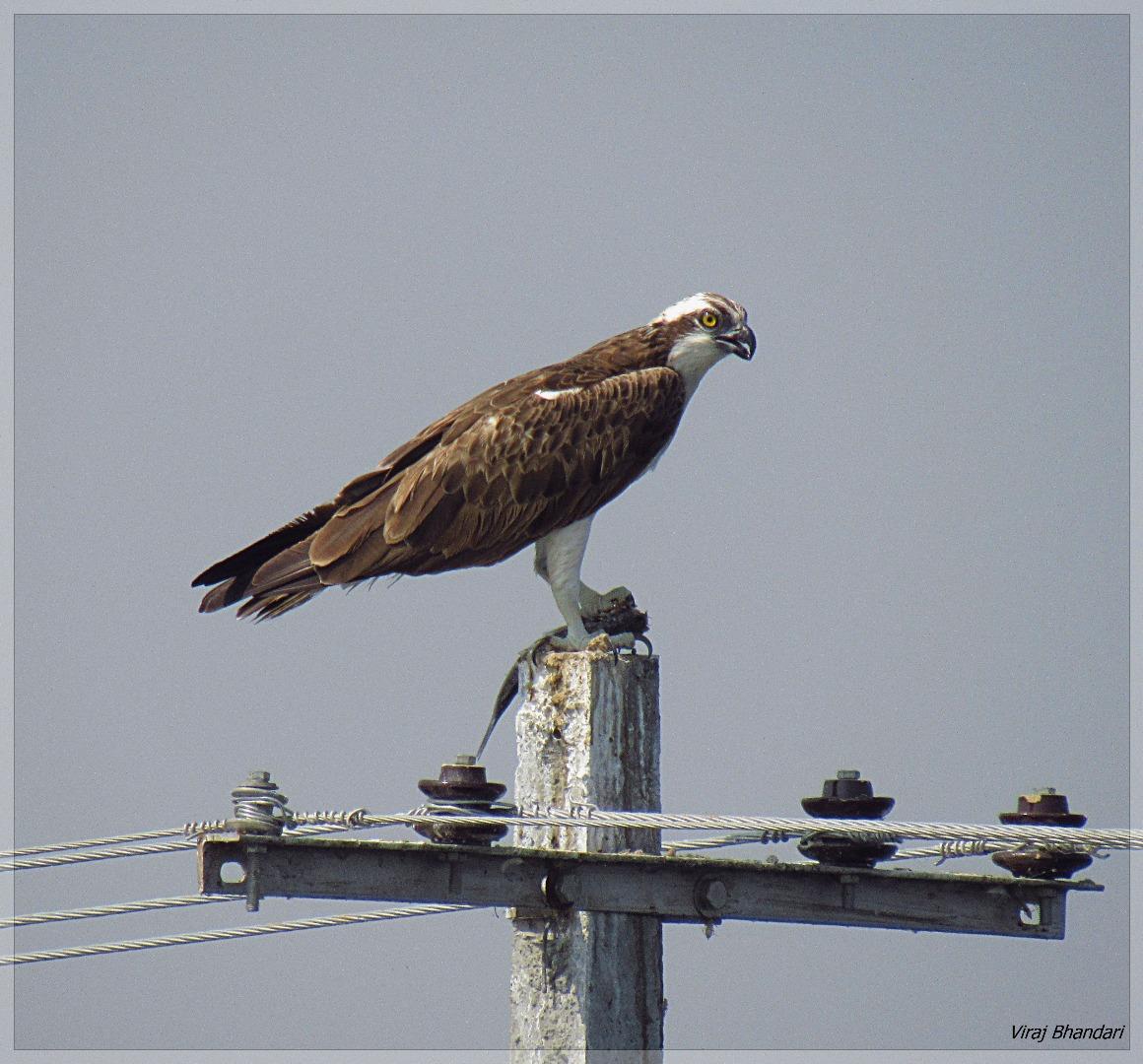 Osprey