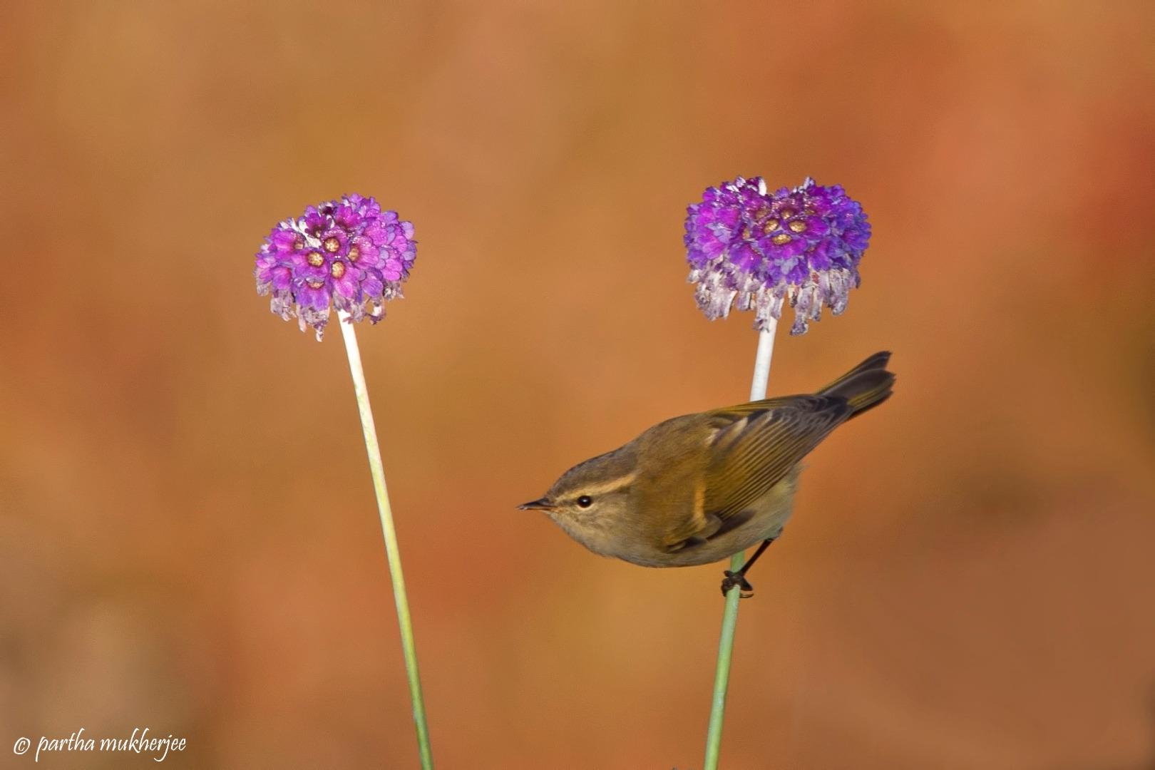 warbler