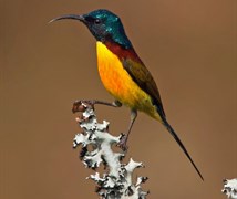 green tail sunbird