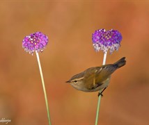 warbler