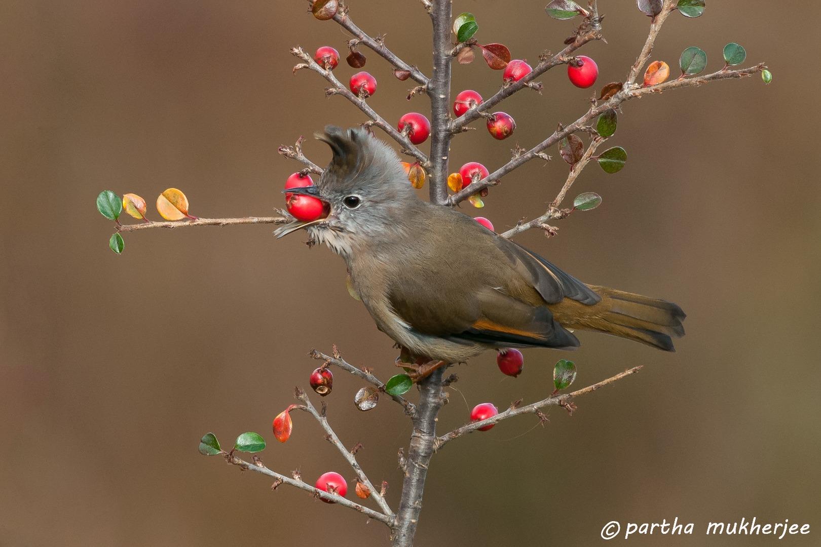 stripe throated yuhina