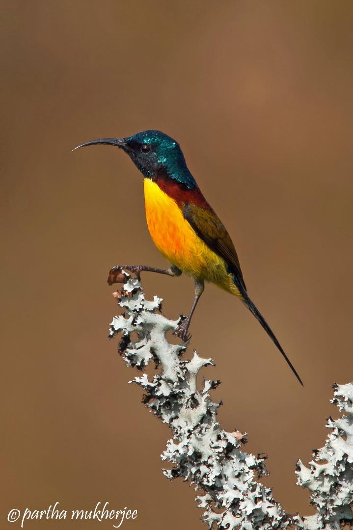 green tail sunbird