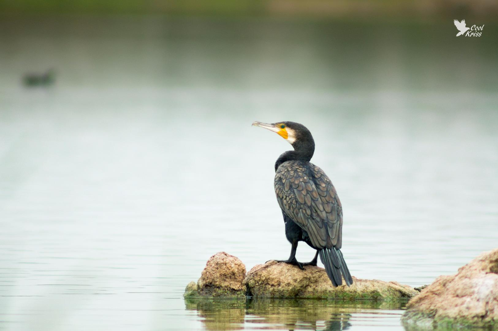 Cormorant