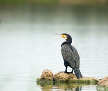 Cormorant